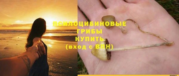 ПСИЛОЦИБИНОВЫЕ ГРИБЫ Богданович